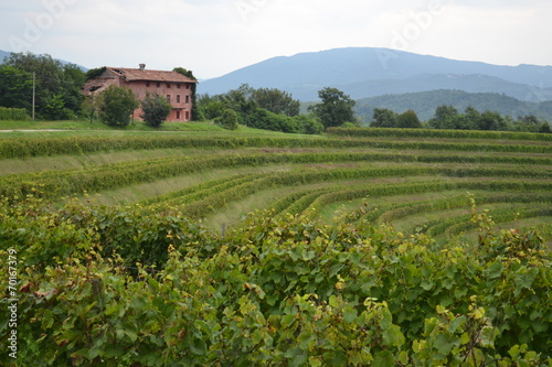 Weinbaugebiet Collio in Italien