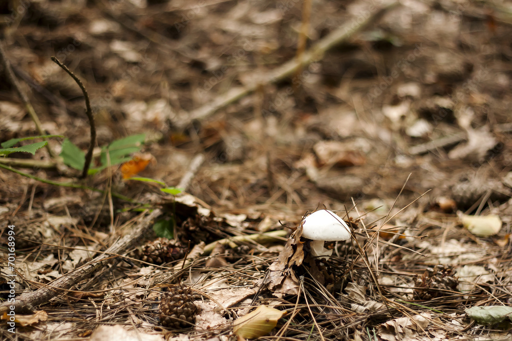 white mushroom piercing the soil white growing, autumn backgroun white mushroom piercing the soil white growing, autumn backgroun