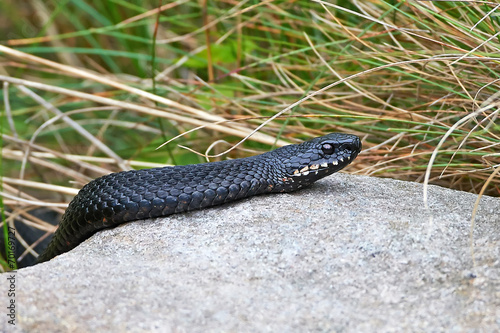 Common European Adder (vipera berus)