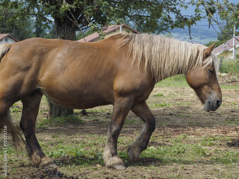 Caballos pastando en Saboya (Francia) Caballos pastando en Saboya (Francia)