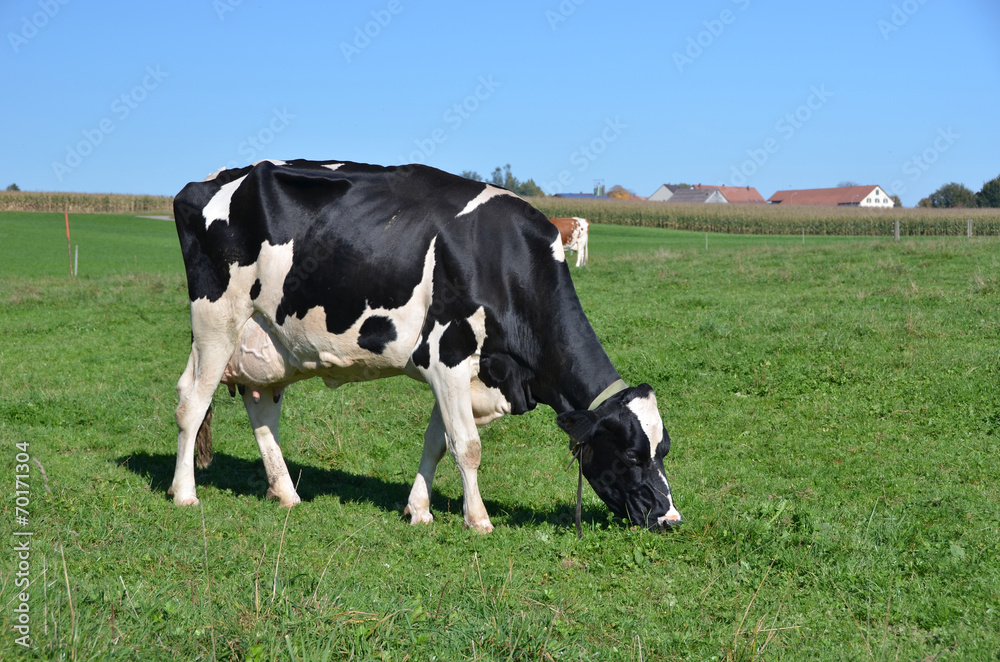 Cow in the field