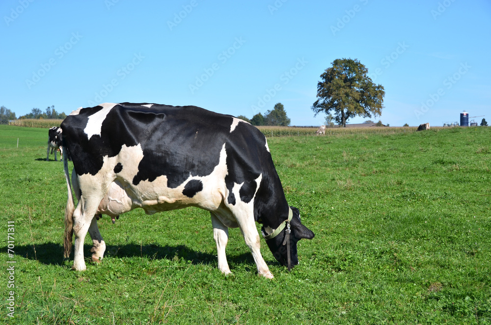 Cow