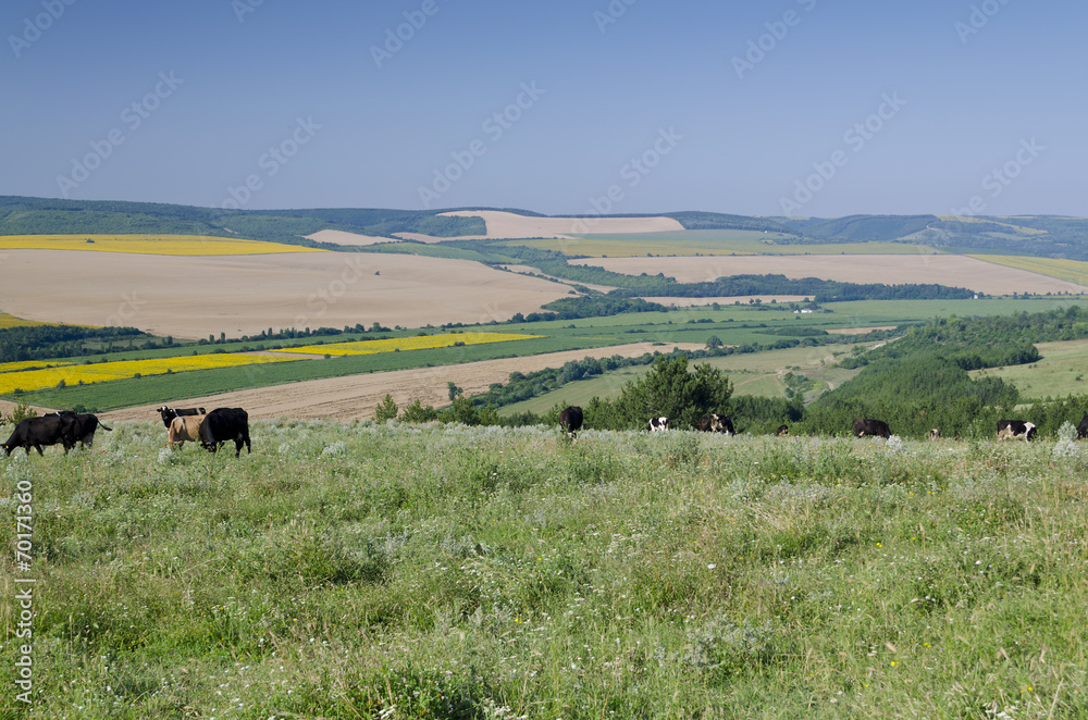 Green fields - Beautiful village landscape in northern Bulgaria Green fields - Beautiful village landscape in northern Bulgaria
