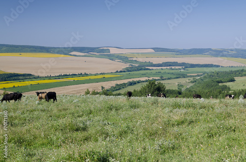 Green fields - Beautiful village landscape in northern Bulgaria