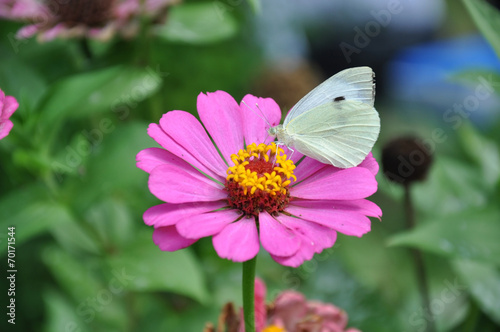 white butterfly on a pink flower © timur1970
