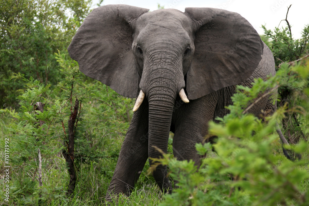 Naklejka premium African elephant is coming towards you. South Africa. Слон африканский