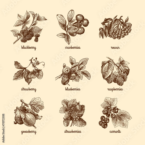Sketch berries set