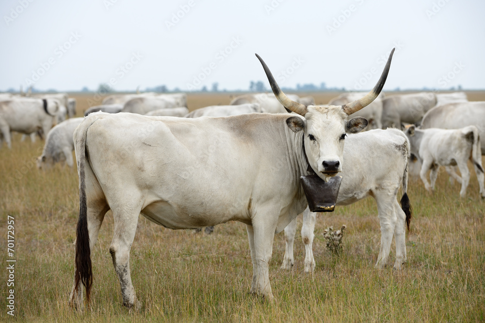 Hungarian Grey Cattle Hungarian Grey Cattle