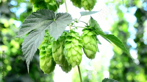 detail of hop cones in the hop-garden, real time, photo