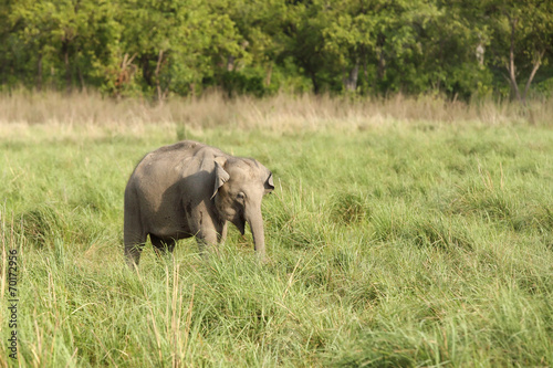 Baby elephant in the grassland