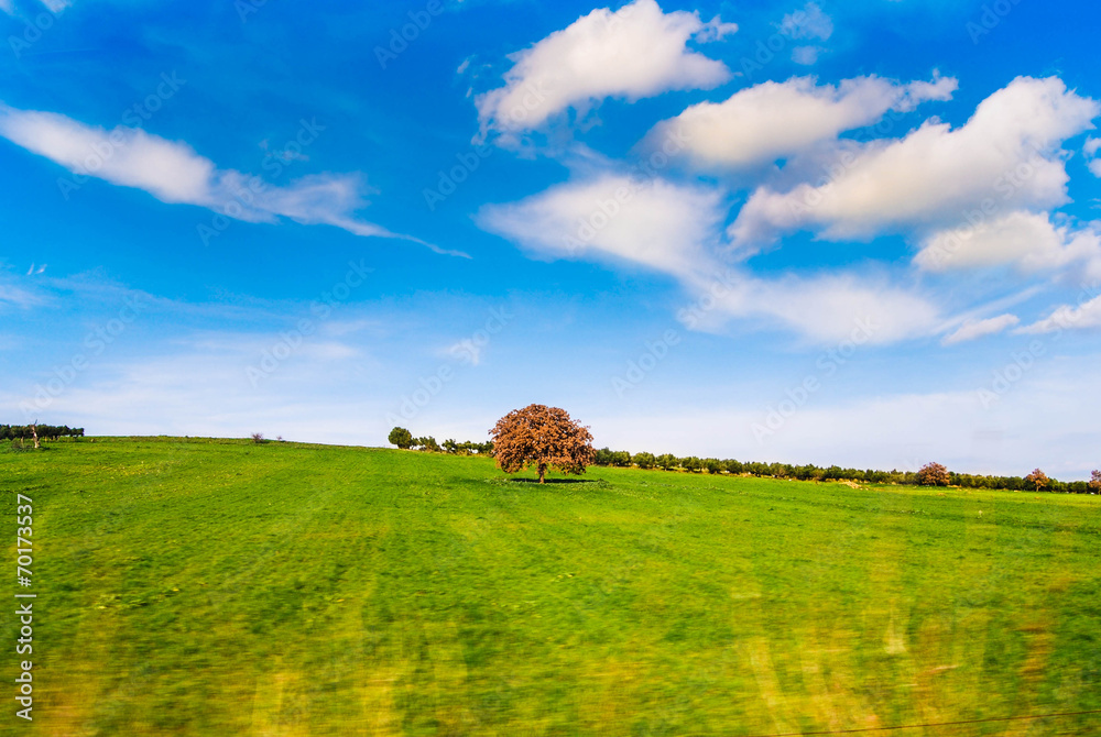 Fototapeta premium Tree in a field
