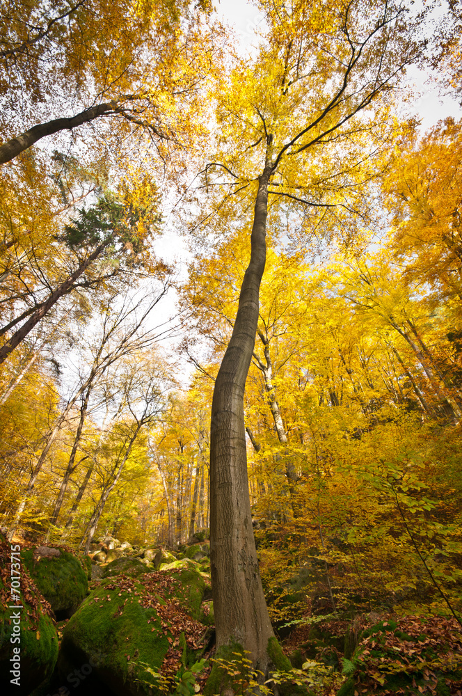 Solitary tree in autumnal forest with mossy stones Solitary tree in autumnal forest with mossy stones