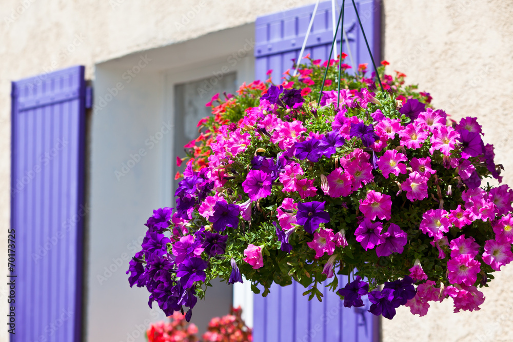 Bright petunia flowers on a house wall background