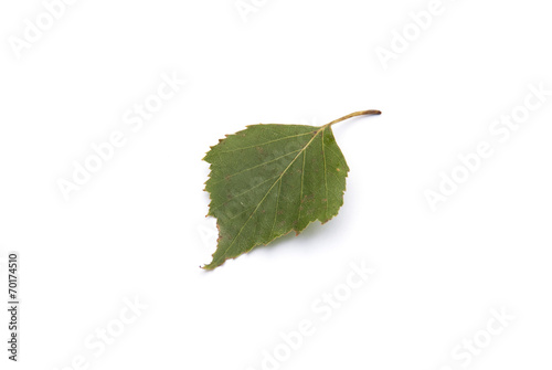 Björklöv