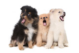 Howling Singing Pomeranian Puppies on White Background