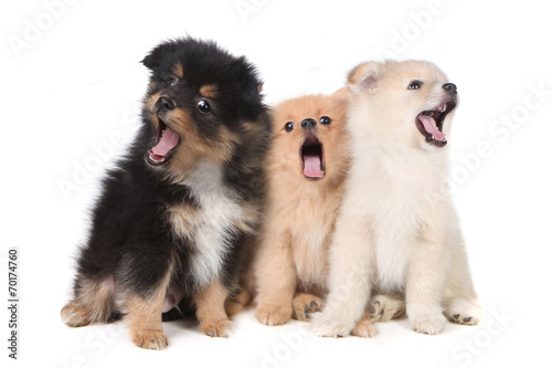 Photo Howling Singing Pomeranian Puppies on White Background
