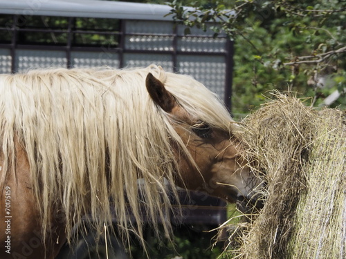 Caballos pastando en Saboya (Francia)