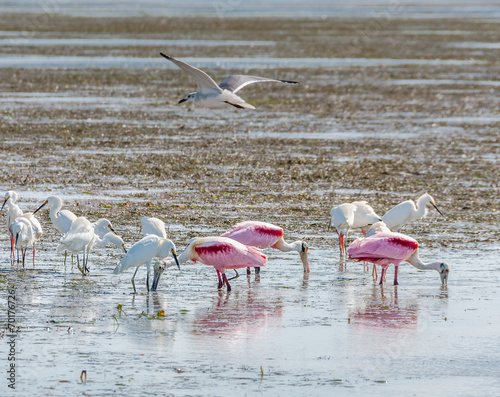 Wading birds foraging on Everglades mudflats