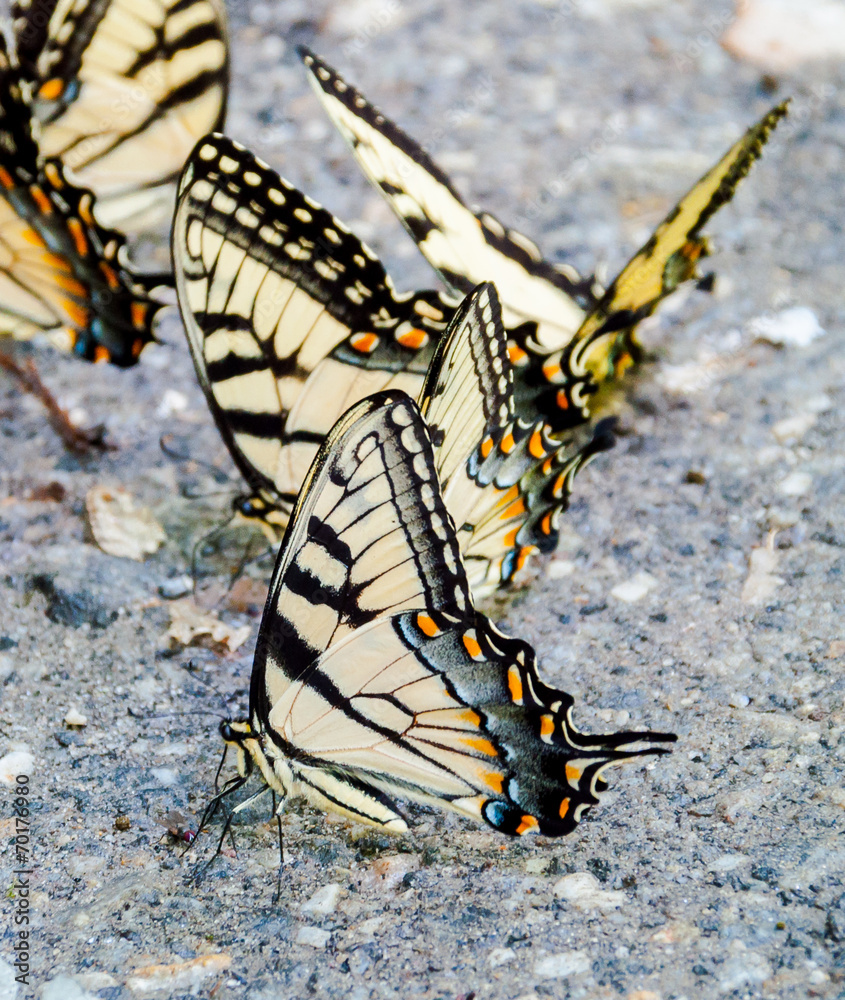 Naklejka premium Butterflies puddling in Pisgah National Forest North Carolina