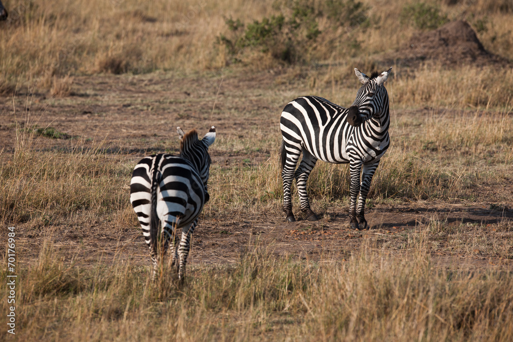 Obraz premium zebra