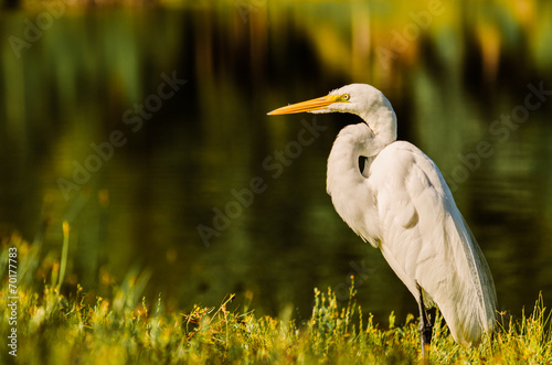 A Big Egret land and stares right at me! photo
