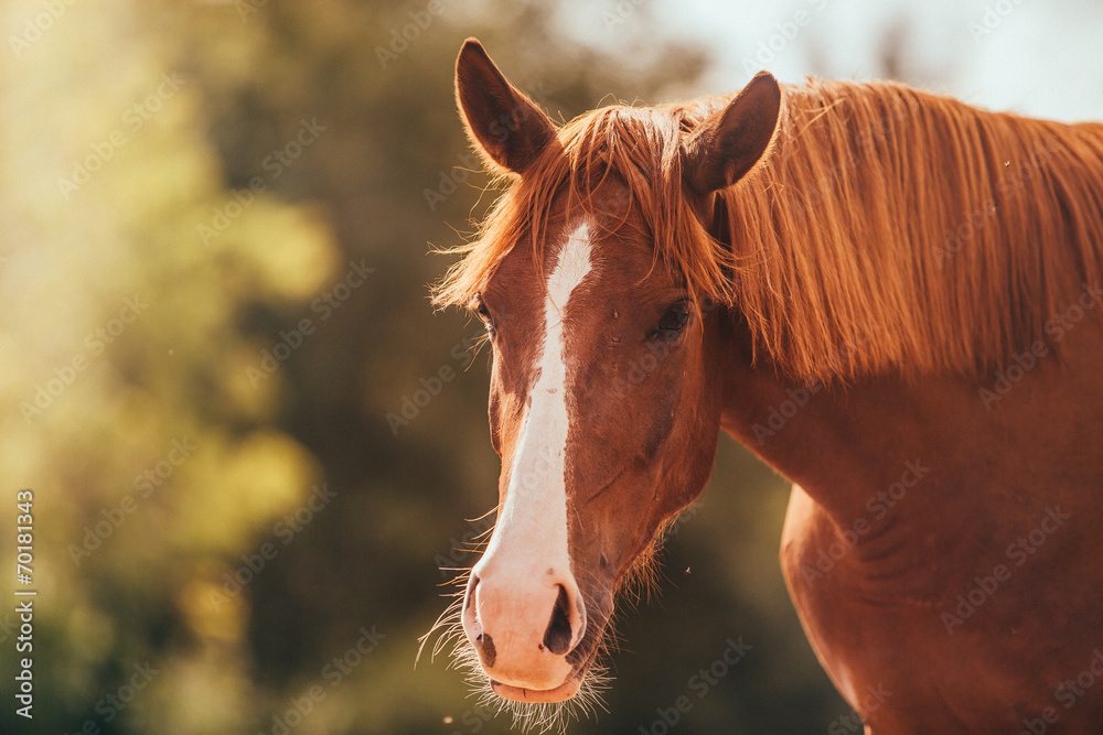 Fototapeta premium horse in the paddock, Outdoors