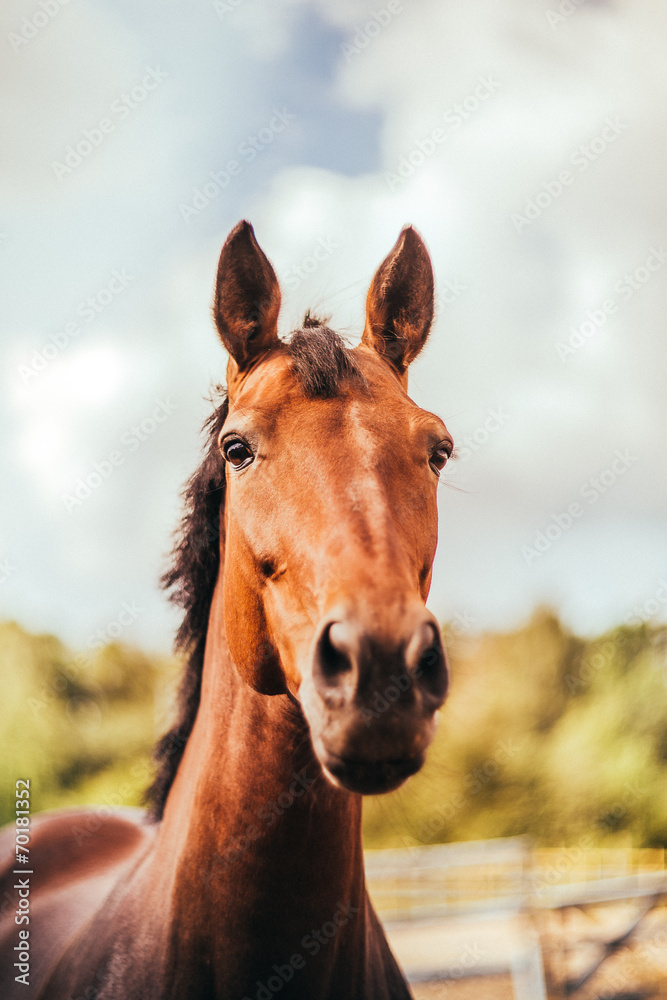 Fototapeta premium horse in the paddock, Outdoors