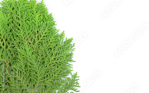 Leaves of pine tree or Oriental Arborvitae , Scientific Name:Thu