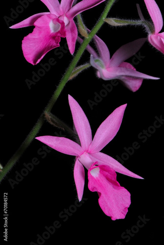 Calanthe rosea