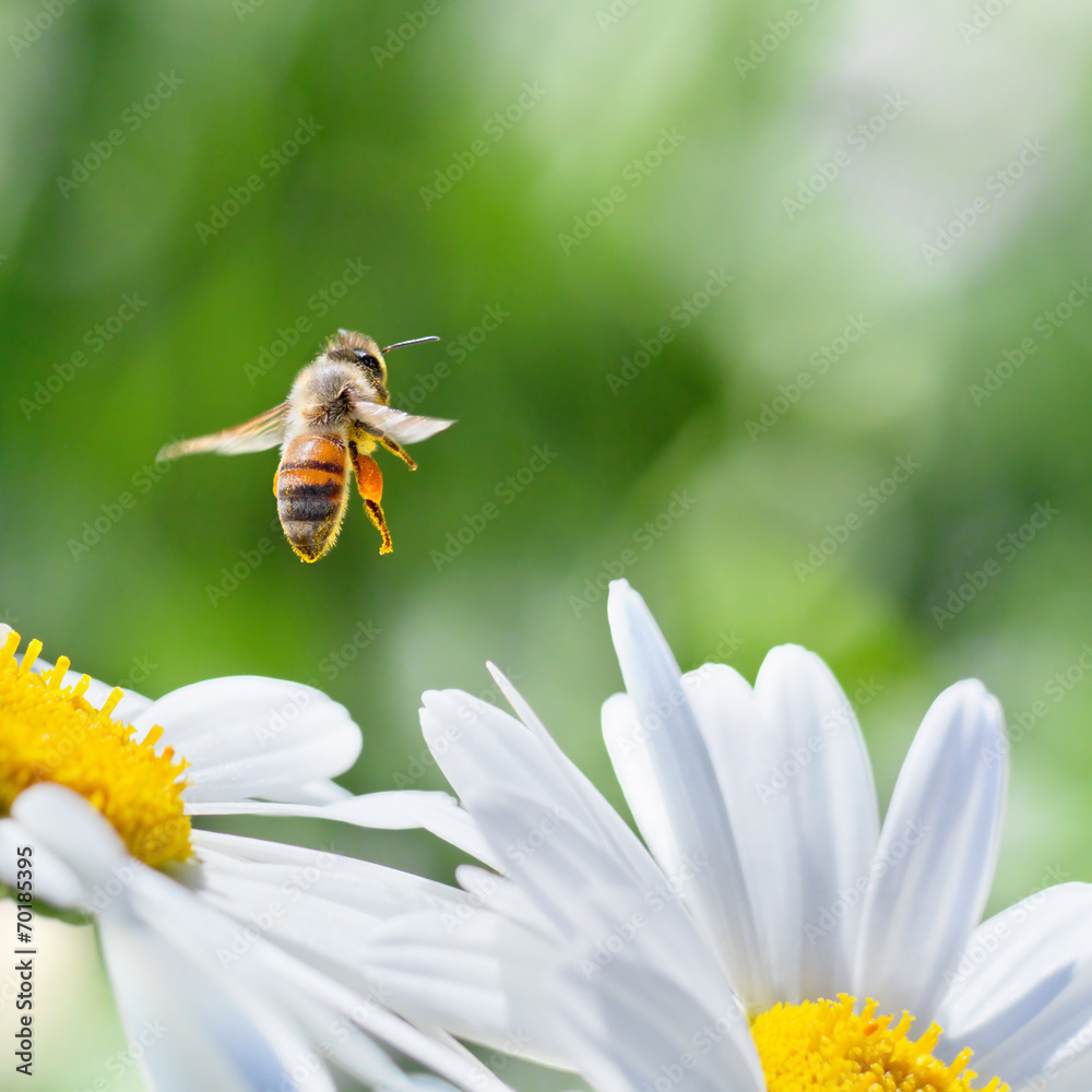 Honeybee in Flight - obrazy, fototapety, plakaty 