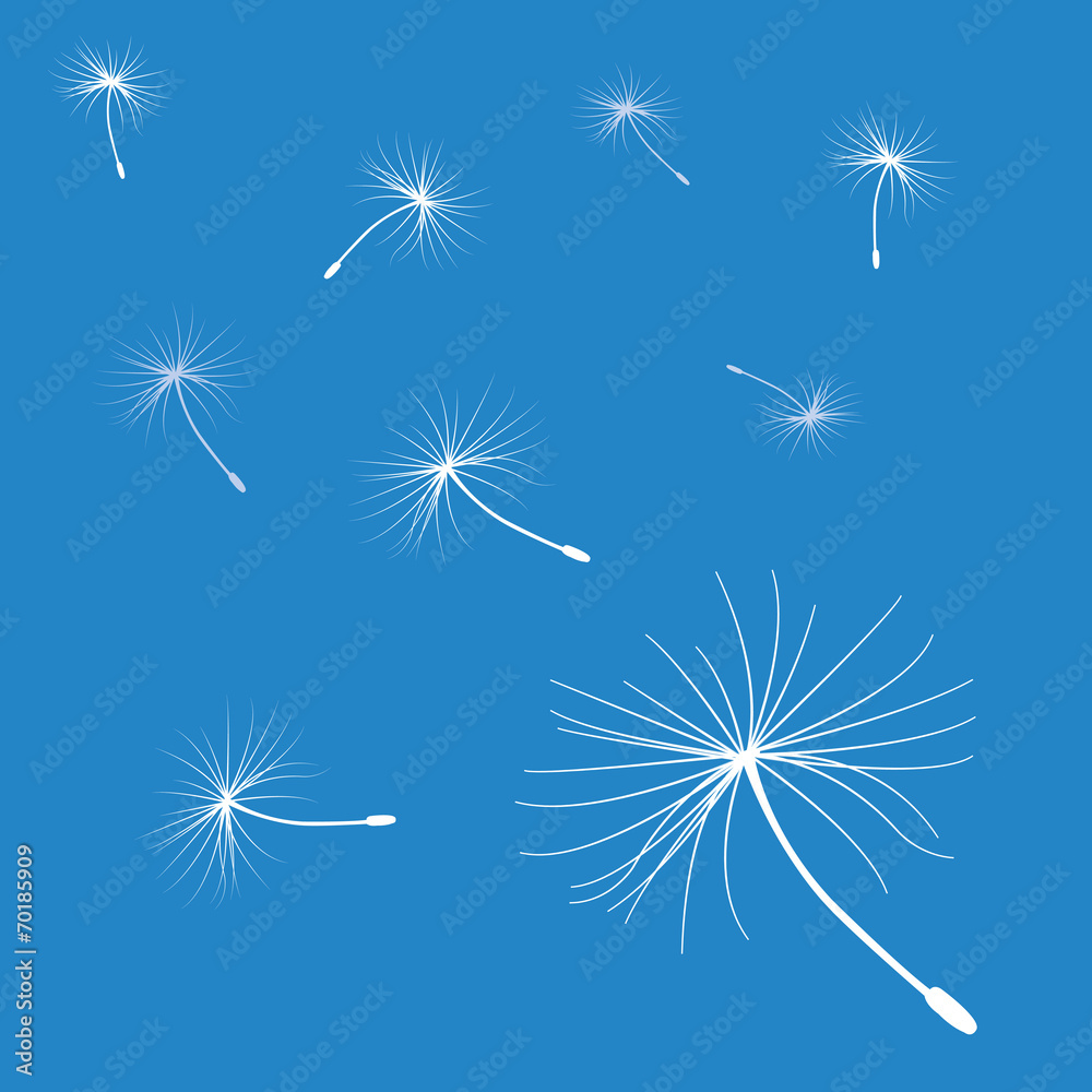 flying dandelion seeds in blue background flying dandelion seeds in blue background