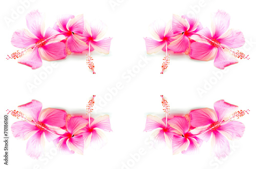 Fototapeta Naklejka Na Ścianę i Meble -  pink Hibiscus