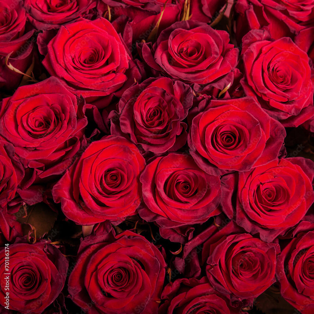 Abstract background of roses Abstract background of roses