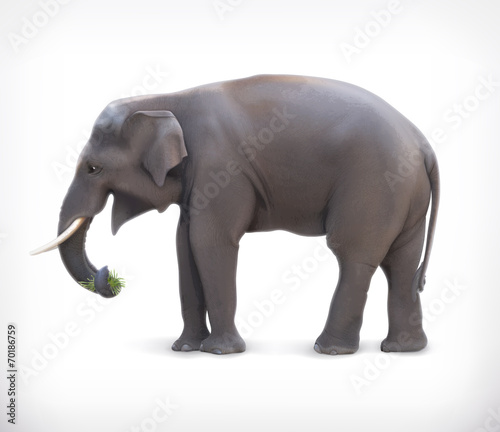 Elephant  vector illustration