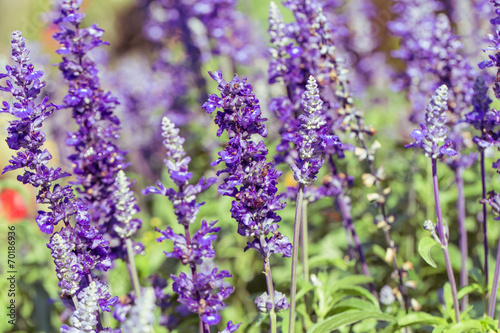 Beautiful Lavender Flower Field. Growing and Blooming.