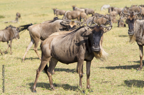 Gnu antelope © Edelweiss086