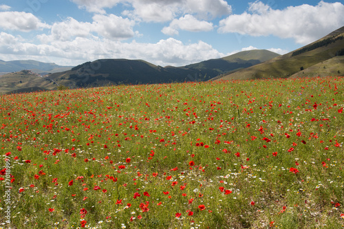 fioritura a Castelluccio di Norcia - Monti Sibillini photo