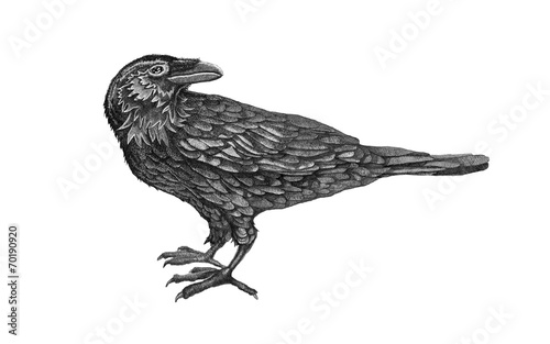 raven.birds.black.