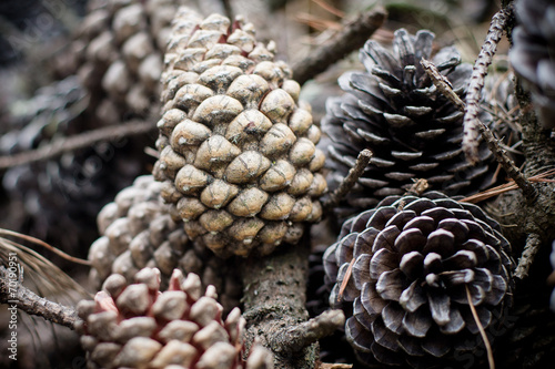 Pine Cones and Needles in forest