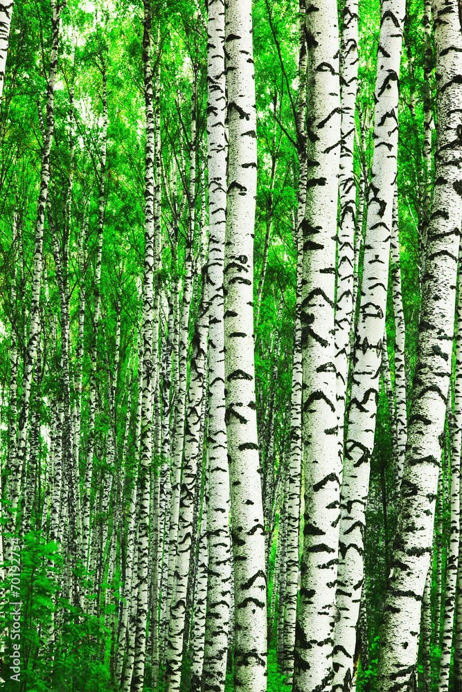 Naklejka premium forest birch