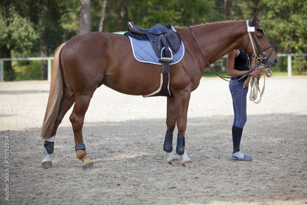 Cheval de concours_4 Cheval de concours_4