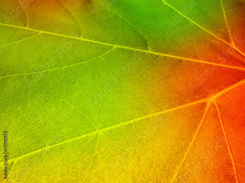 Autumn leaf background photo