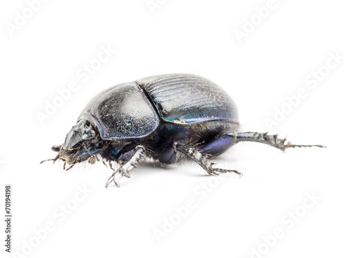 Beetle © Roman Milert