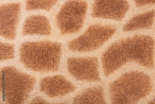Giraffe fur, imitation background
