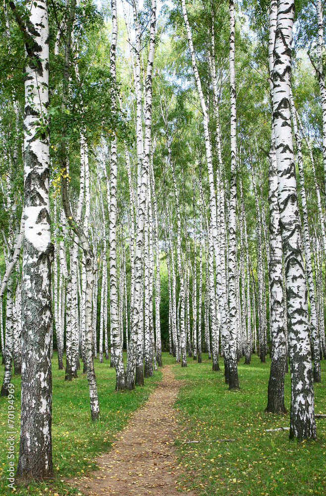 Pathway in autumn burch  forest - obrazy, fototapety, plakaty 