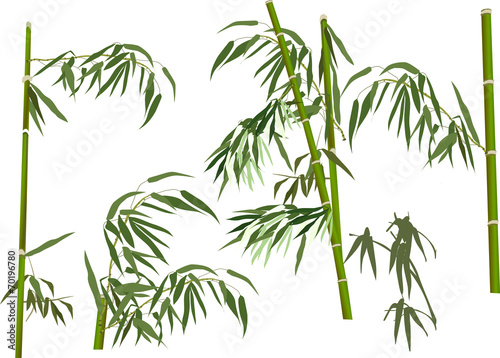 five green bamboo branches collection on white