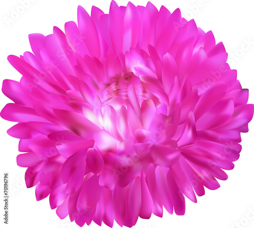bright pink aster flower isolated on white