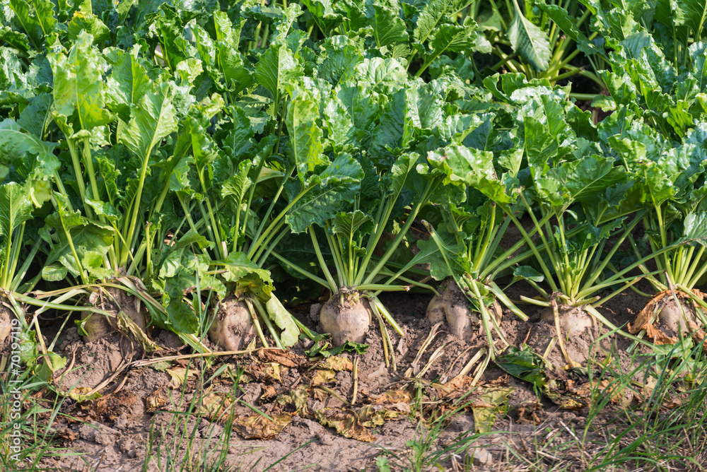 Organically grown sugar beet plants from close