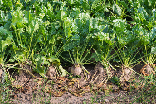 Obraz na płótnie Organically grown sugar beet plants from close w salonie