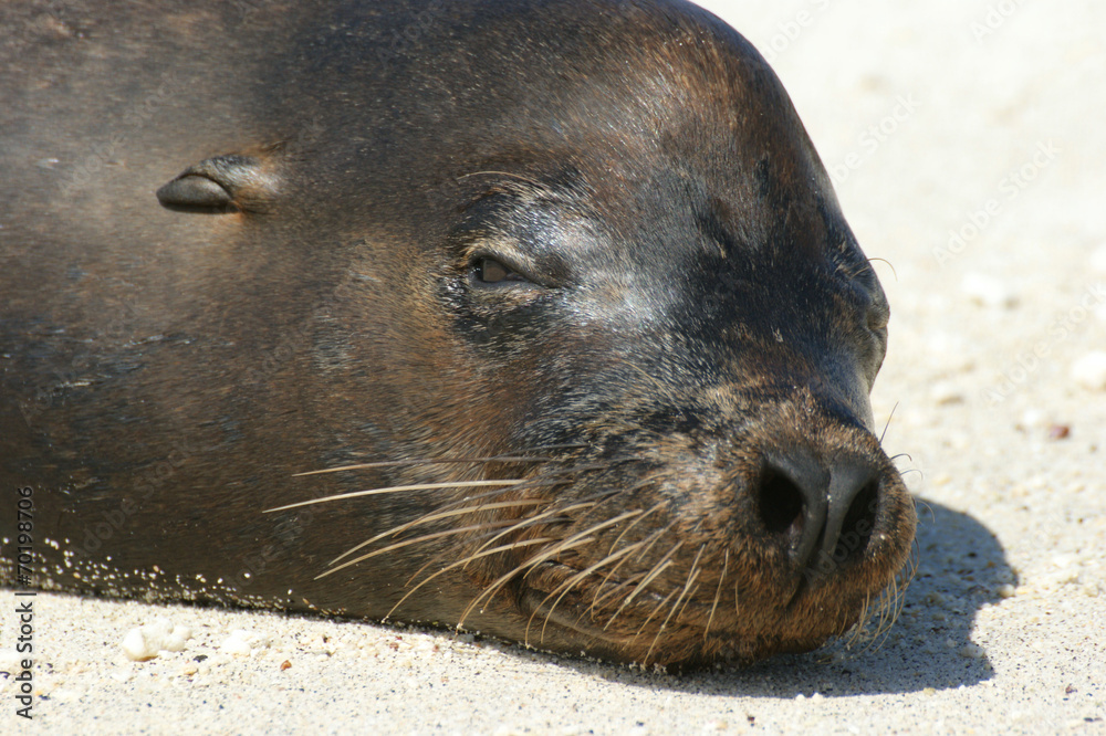 Obraz premium Otarie des Galapagos